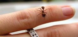 تعرف علي الفوائد الخطيرة التي تحدثها قرصة النملة في جسم الانسان.