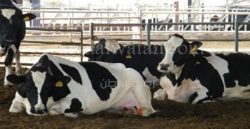 تحصين 400 رأس ماشية بأسواق بيلا- كفر الشيخ