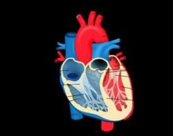 أعراض ضعف عضلة القلب
