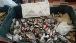 بالصور….انطلاق حملة مقاطعة الأسماك بالدقهلية