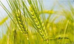 نقيب الفلاحين: تكاليف حصاد محصول القمح هذا العام مرتفعة