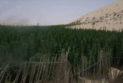 ضبط وتدمير مزرعة لنبات البانجو المخدر بشمال سيناء …
