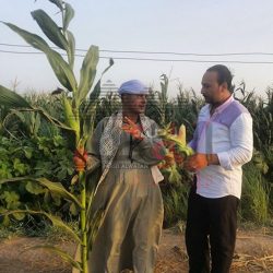 حقول الذرة الشاميه بقرى جنوب بورسعيد تحقق أعلى معدلات للتنميه والإنتاج من المحصول رغم معاناة المزارعين
