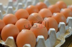 رد أحد أصحاب مزارع الدواجن ببورسعيد علي شكوي ارتفاع كرتونة البيض من 30 إلي 42 جنيه بما يقارب 50%