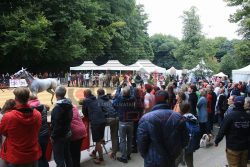 بالصور…مهرجان الشيخ منصور للخيول العربية بلجيكا
