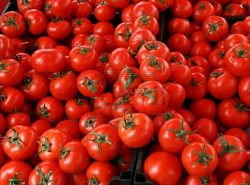 نقيب الفلاحين يكشف عن كارثه في تقاوي الطماطم