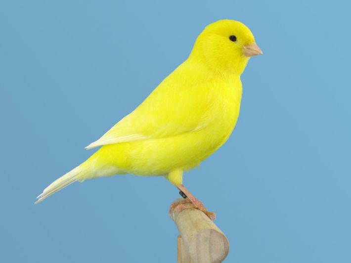 طيور الكناري: جمال الريش وألحان الغناء